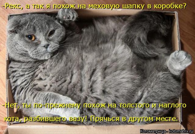 Лучшие котоматрицы недели