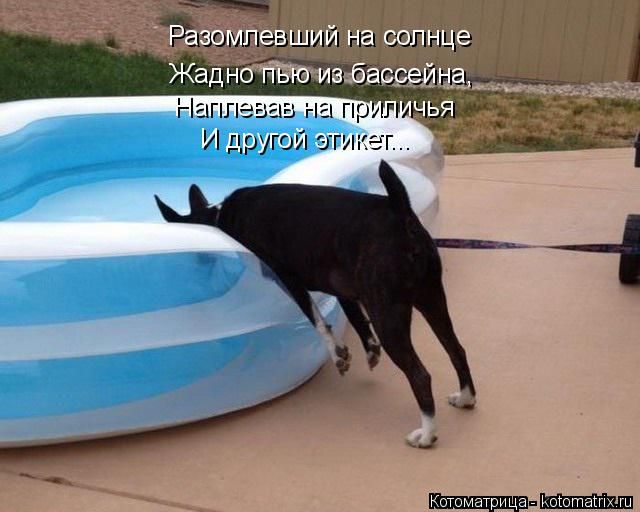 Лучшие котоматрицы недели