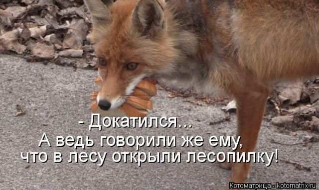 Лучшие котоматрицы недели