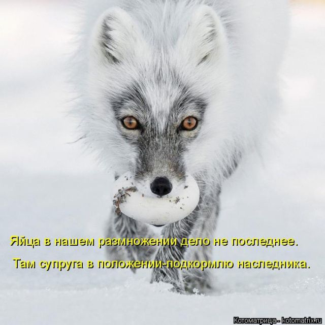 Лучшие котоматрицы недели