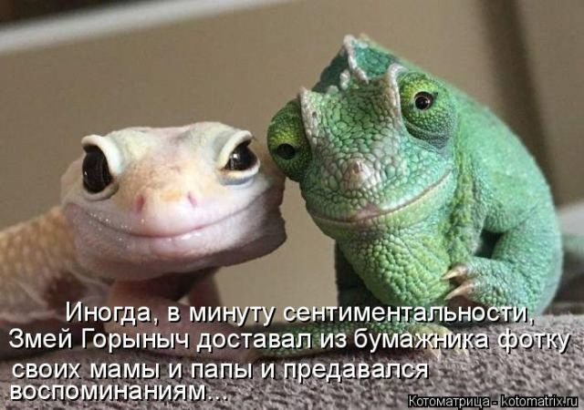 Лучшие котоматрицы недели