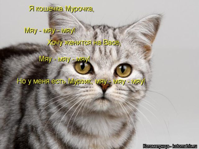 Лучшие котоматрицы недели