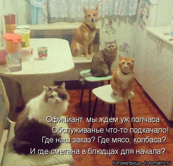 Лучшие котоматрицы недели