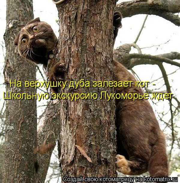 Лучшие котоматрицы недели