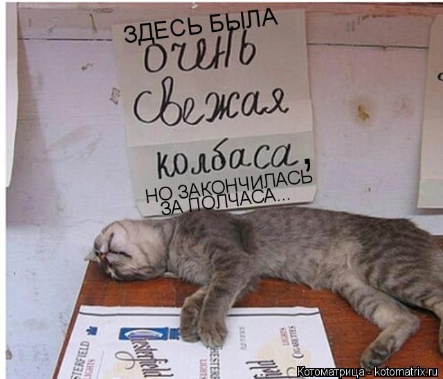 Лучшие котоматрицы недели