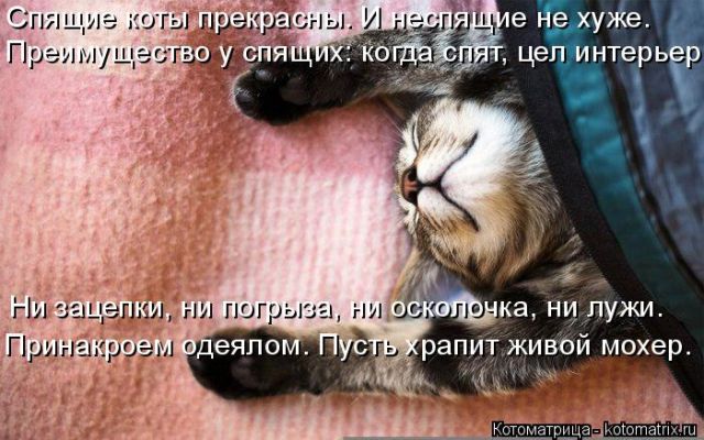 Лучшие котоматрицы недели