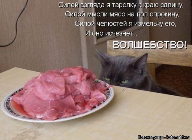 Лучшие котоматрицы недели