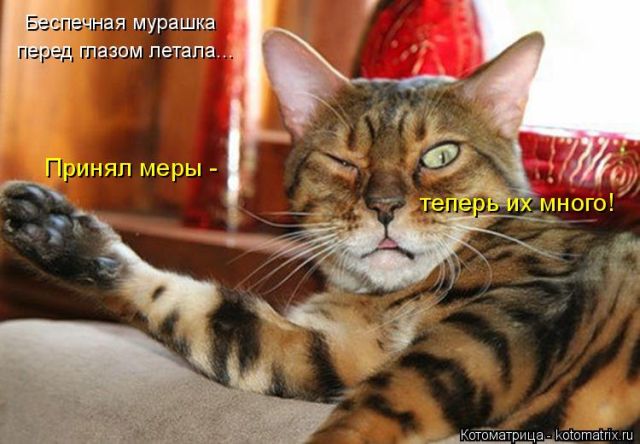 Лучшие котоматрицы недели