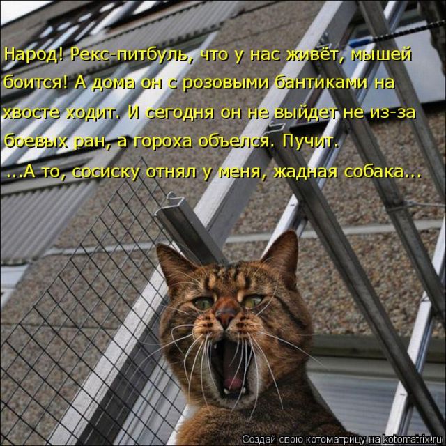 Лучшие котоматрицы недели