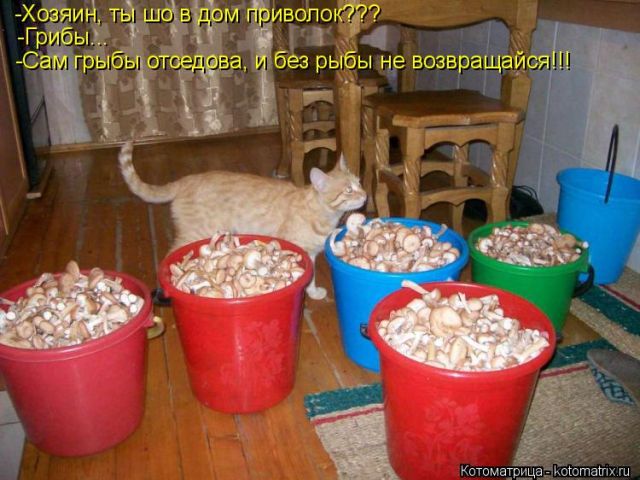 Лучшие котоматрицы недели