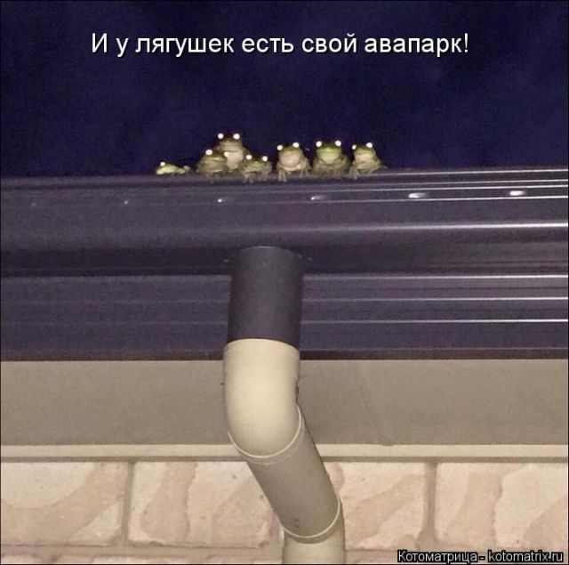 Лучшие котоматрицы недели