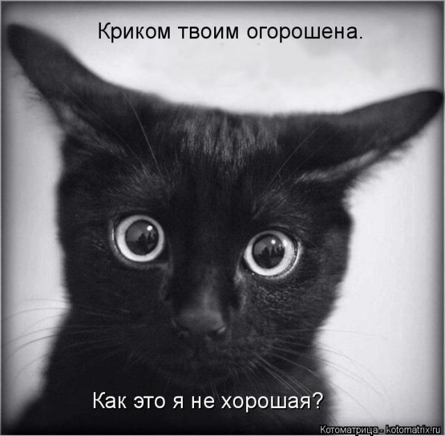 Лучшие котоматрицы недели