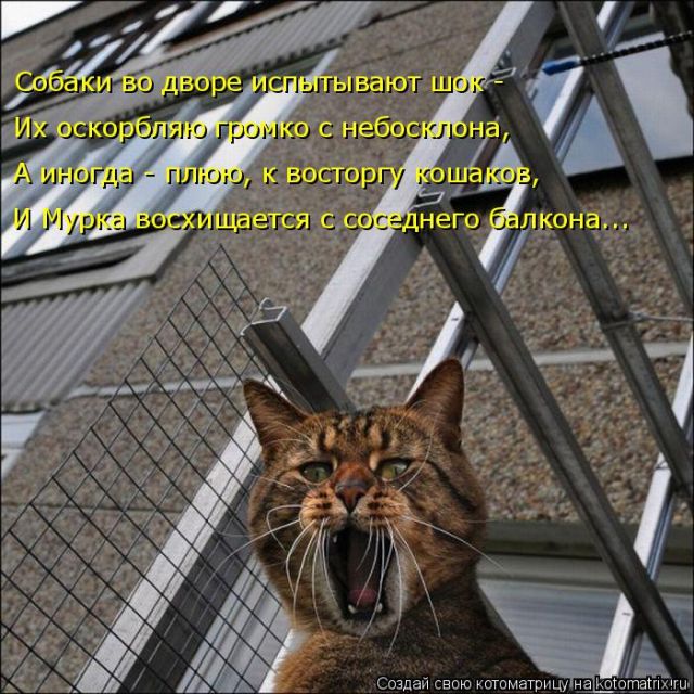 Лучшие котоматрицы недели