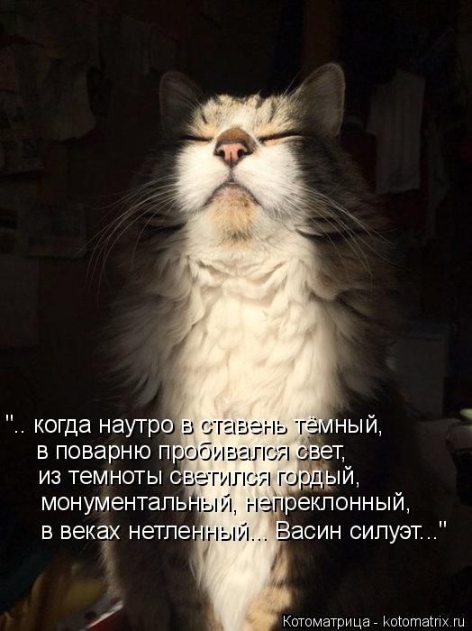 Лучшие котоматрицы недели