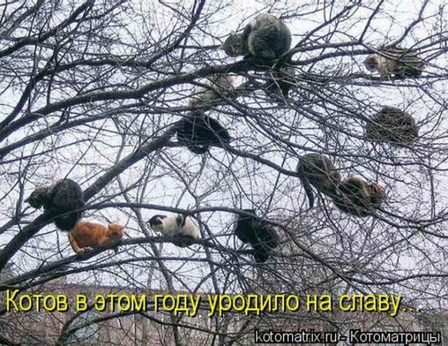 Лучшие котоматрицы недели