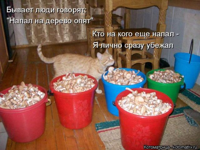 Лучшие котоматрицы недели