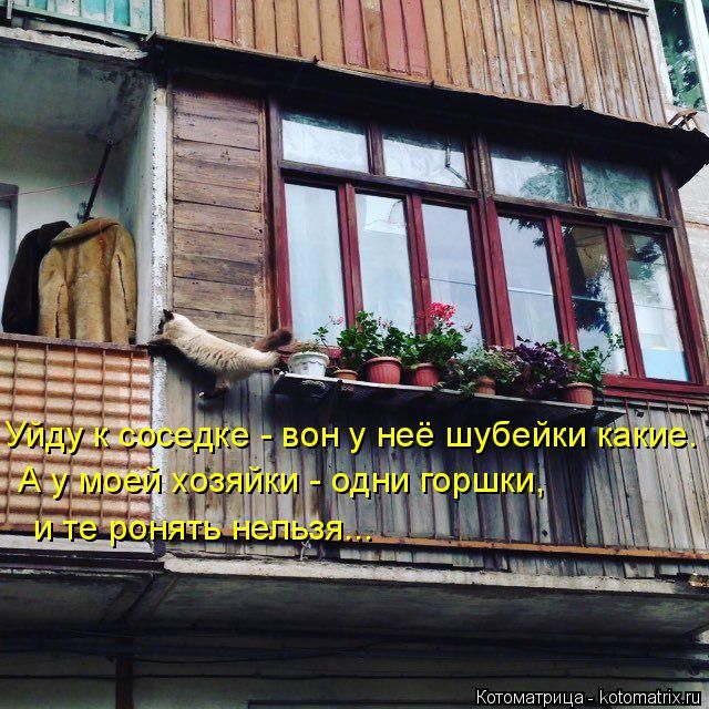 Лучшие котоматрицы недели