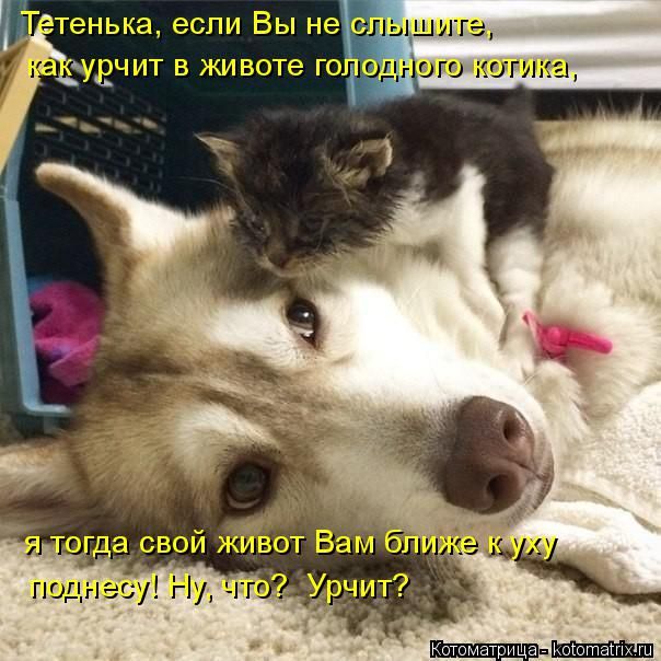 Лучшие котоматрицы недели