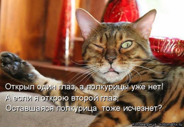 Лучшие котоматрицы недели