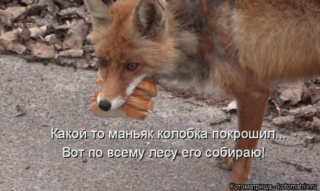 Лучшие котоматрицы недели