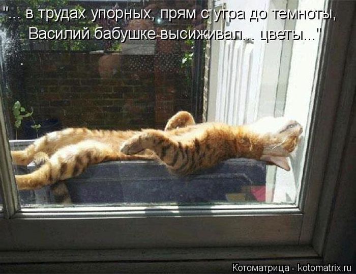 Лучшие котоматрицы недели