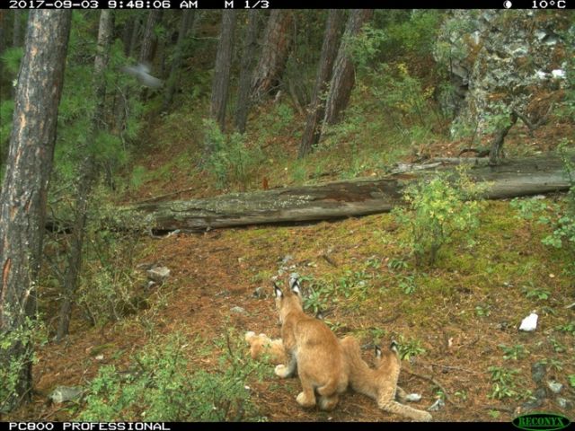 Рысь с детенышами попала в объектив лесной камеры