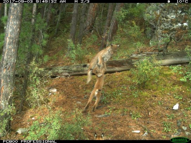 Рысь с детенышами попала в объектив лесной камеры