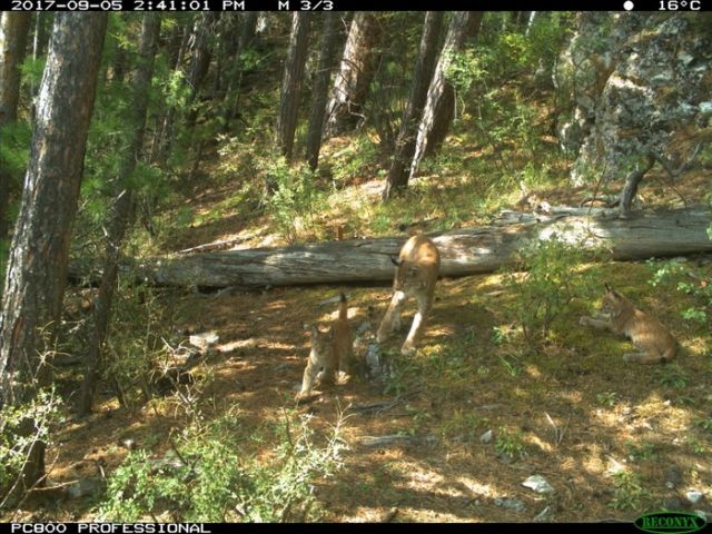 Рысь с детенышами попала в объектив лесной камеры