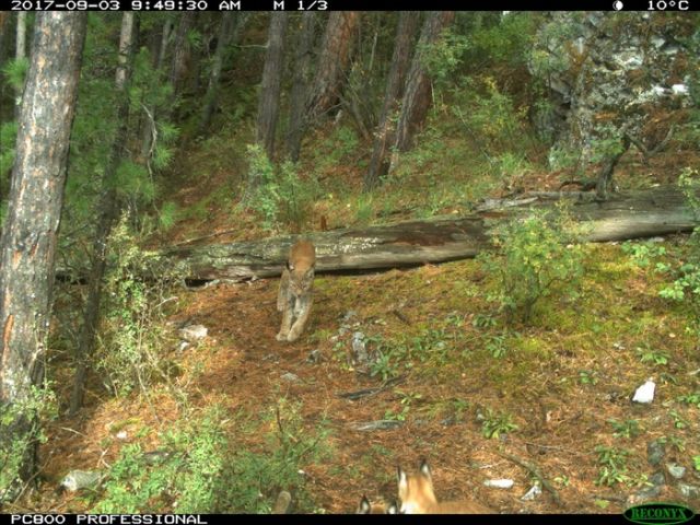 Рысь с детенышами попала в объектив лесной камеры
