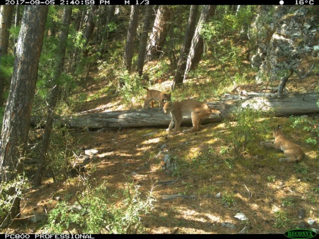 Рысь с детенышами попала в объектив лесной камеры