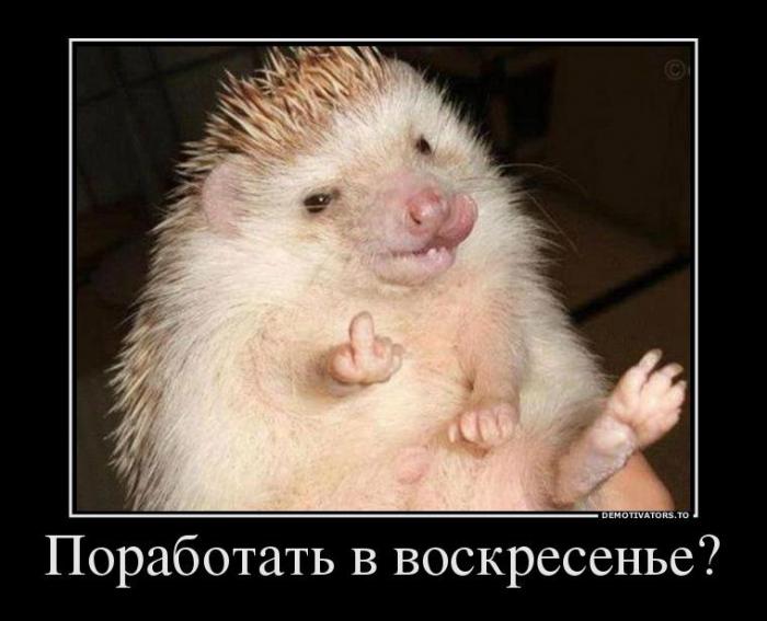 Демотиваторы (51 фото)