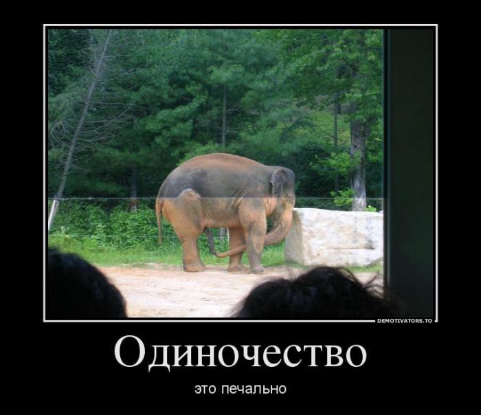 Демотиваторы (51 фото)