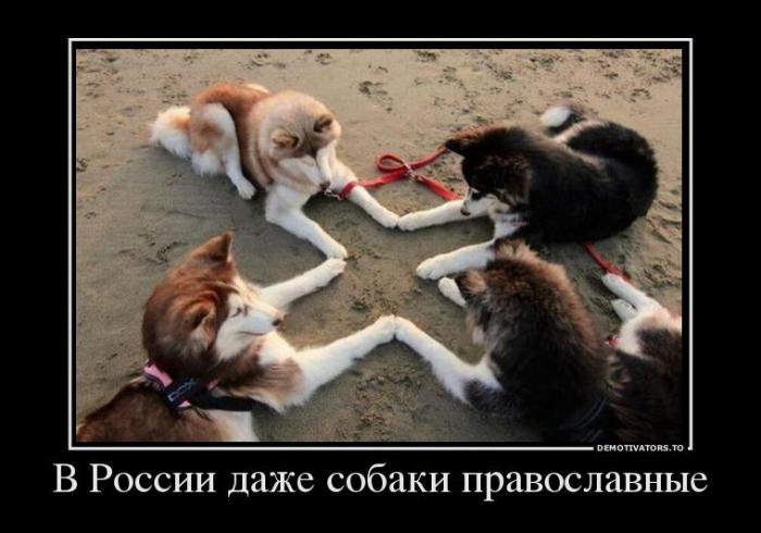 Демотиваторы (51 фото)