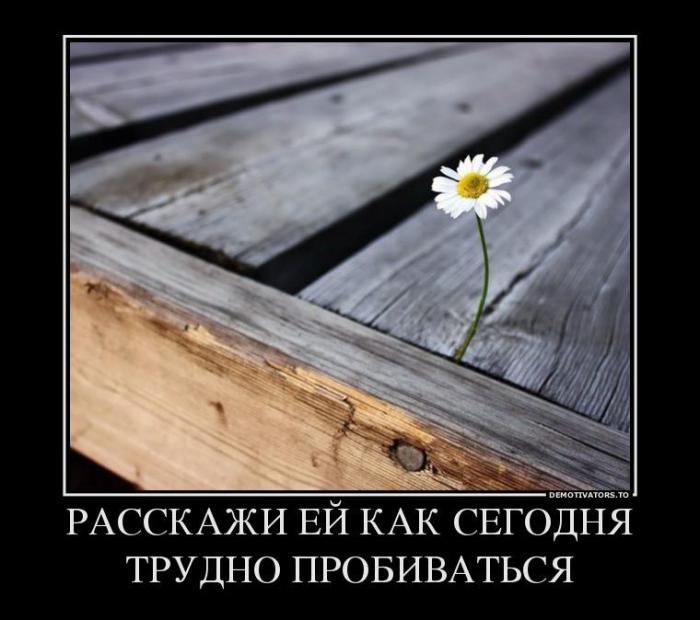 Демотиваторы (51 фото)