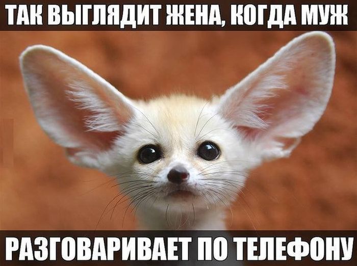 Порция картинок