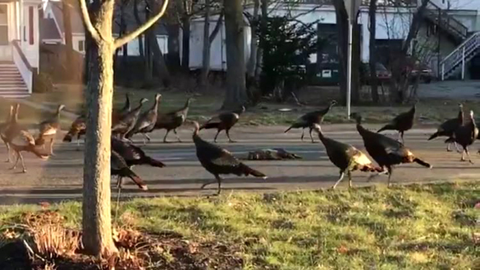 Агрессивные и наглые индейки в Бостоне