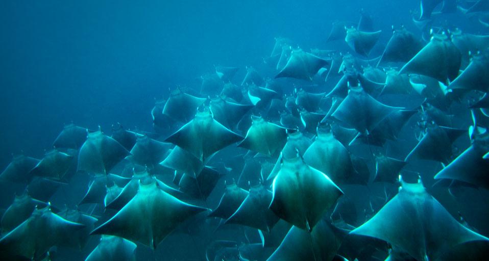 Почему гигантские скаты выпрыгивают из воды?