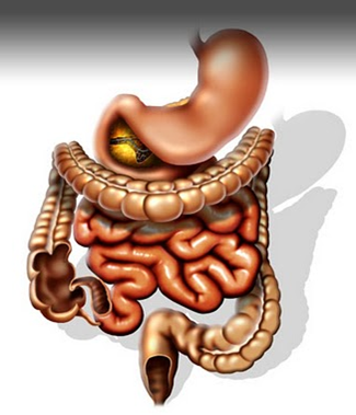 Занимательно о пищеварительной системе человека