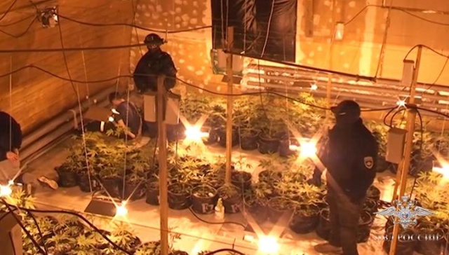 В Архангельске оперативники взяли на абордаж плавучую плантацию марихуаны