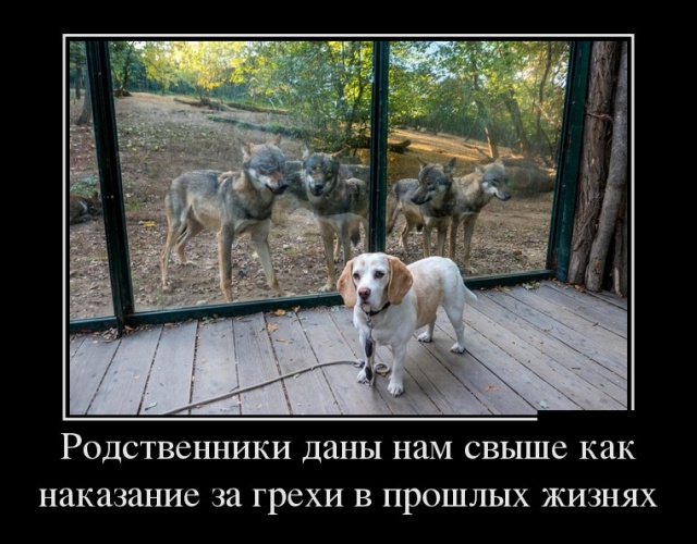 Демотиваторы