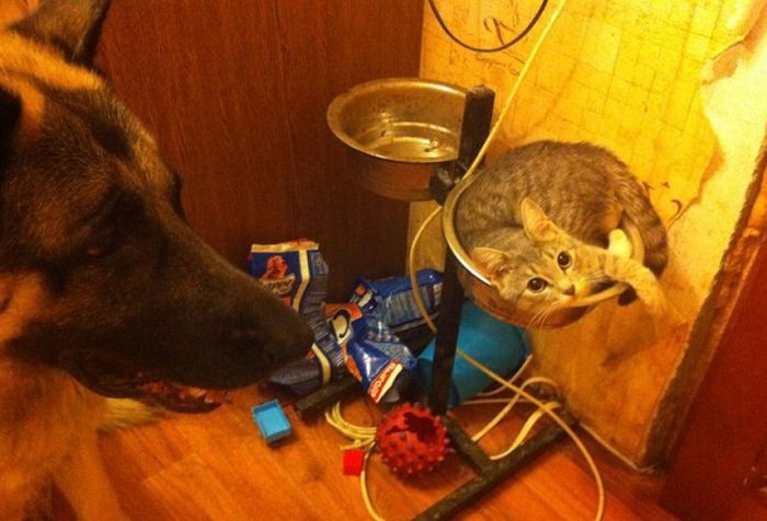 Прикольные картинки