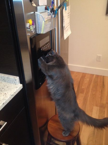 Прикольные картинки