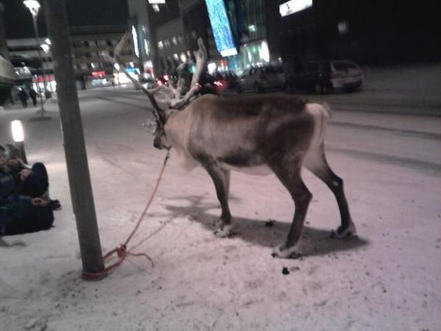 Прикольные картинки