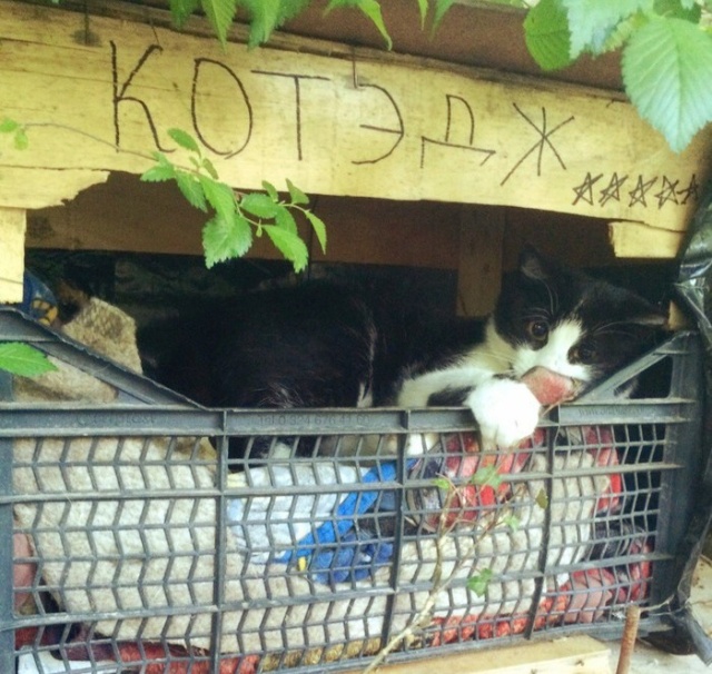 Прикольные картинки