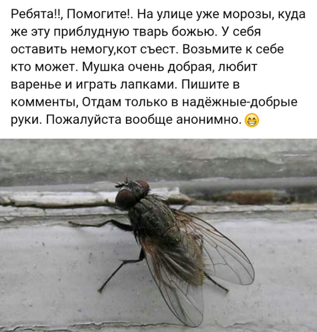 Истории и высказывания пользователей социальных сетей
