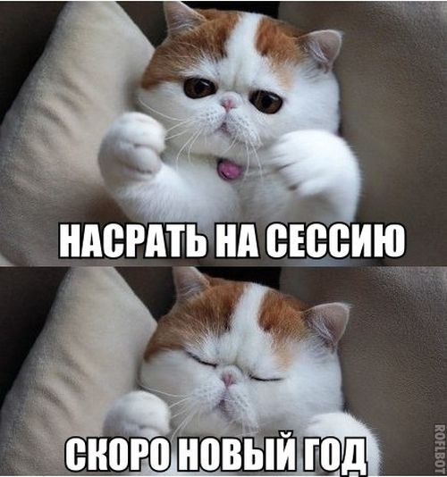 Прикольные картинки (82 фото)