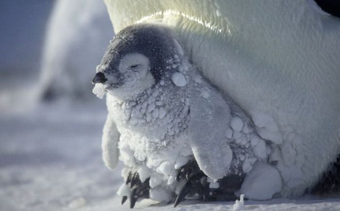 Прикольные картинки (82 фото)