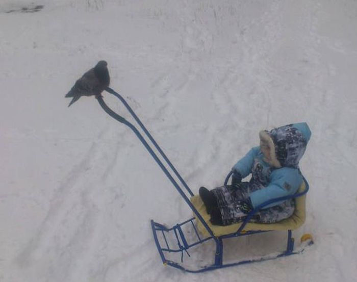 Прикольные картинки
