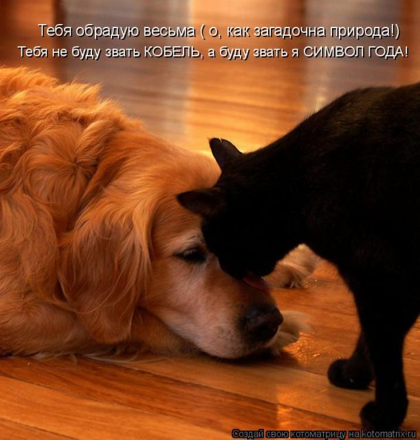 Лучшие котоматрицы недели