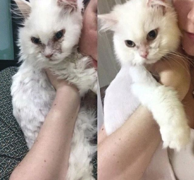Фотоистория одной спасенной жизни